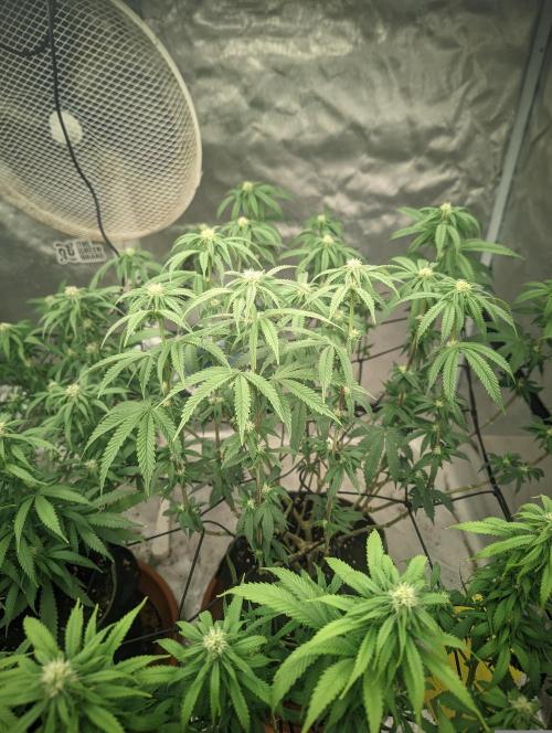 14/14 CRITICAL FEM "GB STRAINS". Week 16