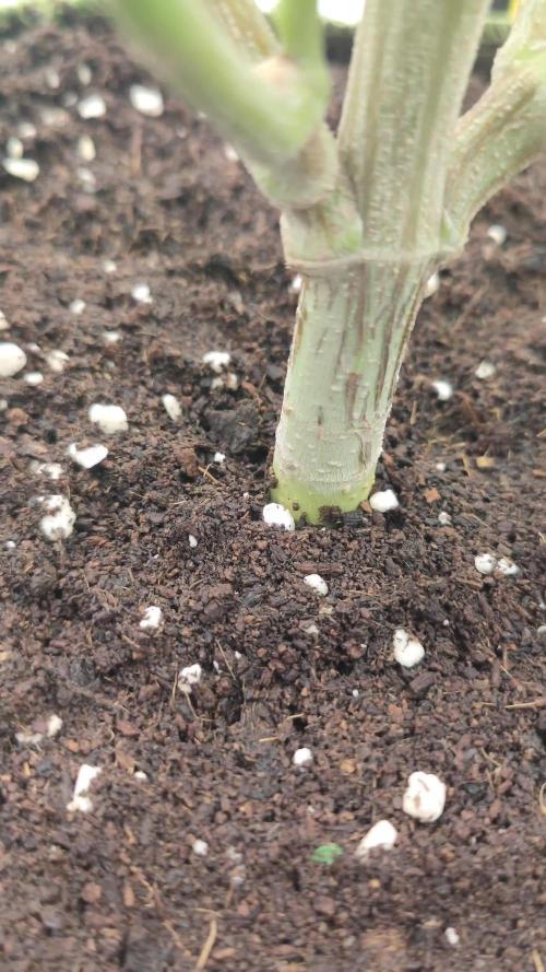 14/14 Oreoz FEM "GB SEEDS"