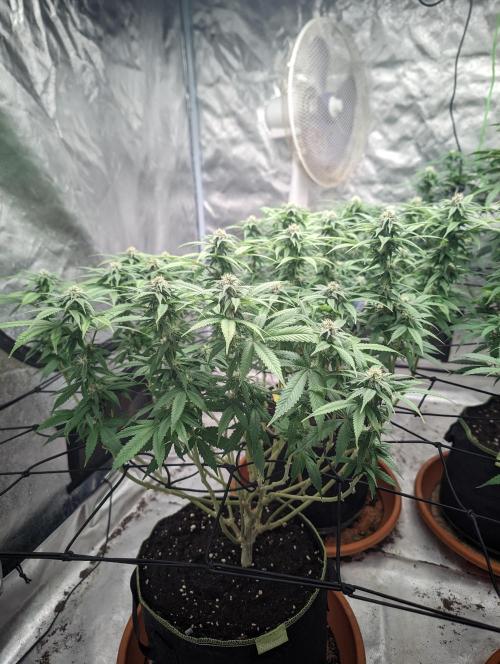 14/14 Oreoz FEM "GB SEEDS". Week 17
