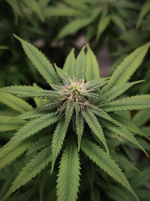GB Strains - Oreoz door Chrisandweed
