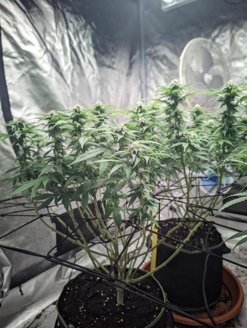14/14 Oreoz FEM "GB SEEDS". Week 17
