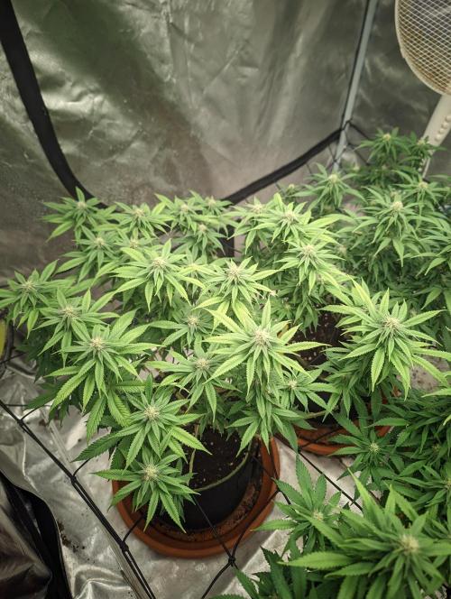 14/14 Oreoz FEM "GB SEEDS". Week 17