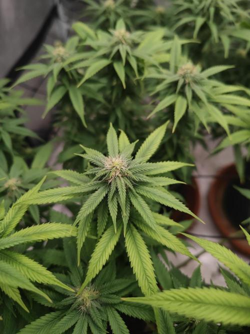 14/14 Oreoz FEM "GB SEEDS". Week 17