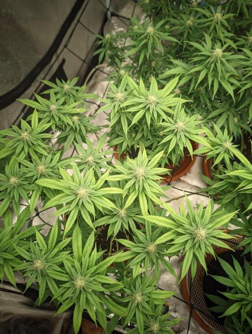 14/14 Oreoz FEM "GB SEEDS". Week 17