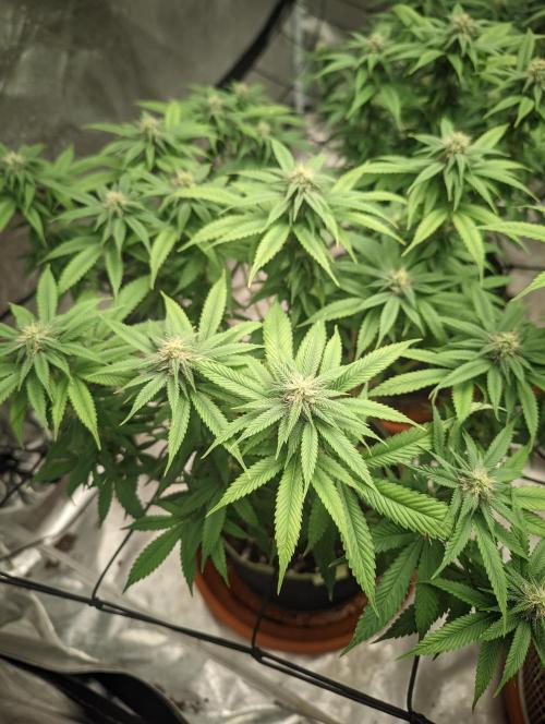 14/14 Oreoz FEM "GB SEEDS". Week 17