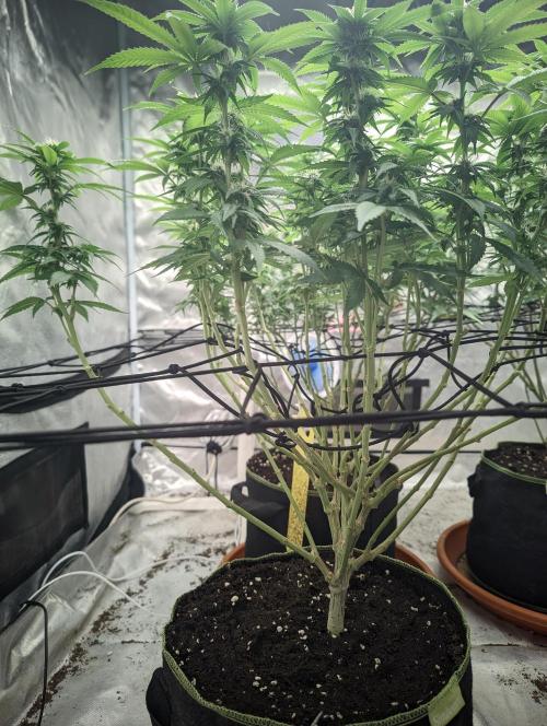 14/14 Oreoz FEM "GB SEEDS". Week 17