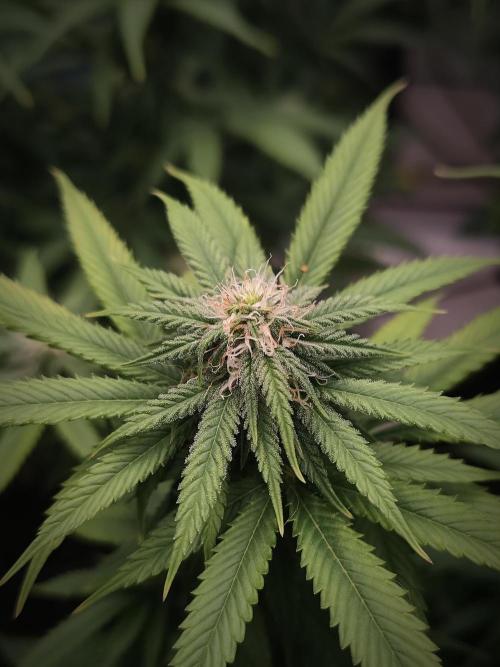14/14 Oreoz FEM "GB SEEDS". Week 17