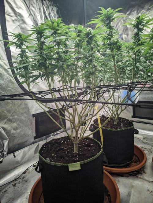 14/14 Oreoz FEM "GB SEEDS". Week 17