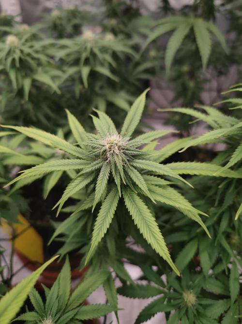 Oreoz. Week 17