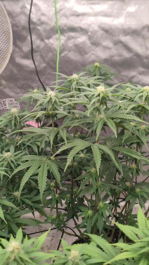 14/14 Kritical GB FEM "GB STRAINS"