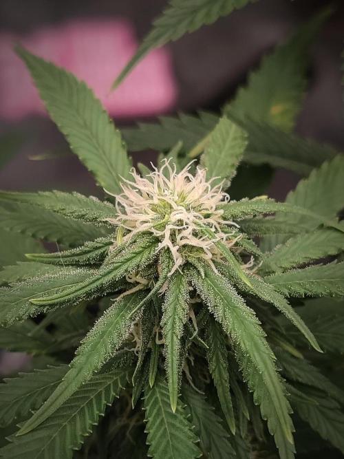 14/14 Kritical GB FEM "GB STRAINS". Week 17