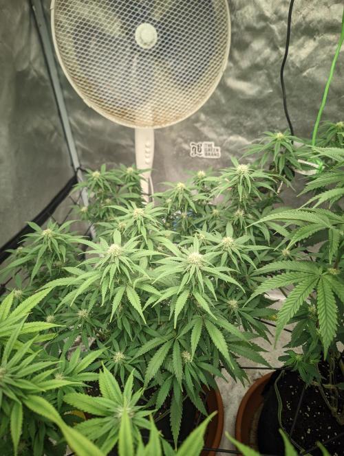 14/14 Kritical GB FEM "GB STRAINS". Week 17