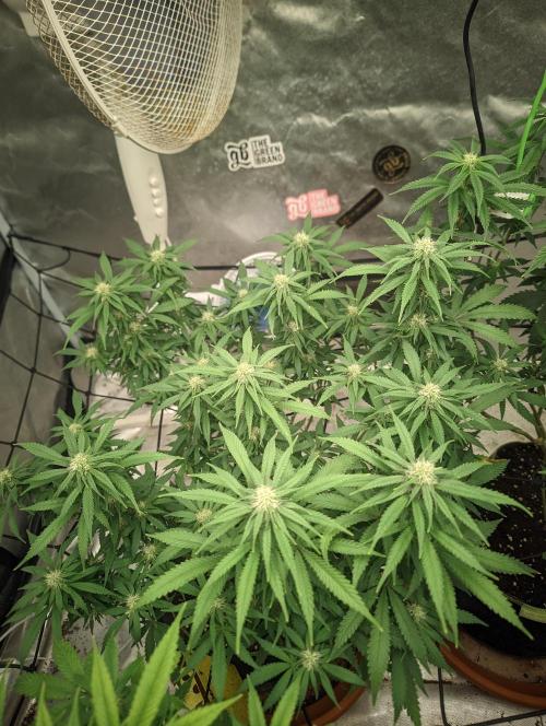 14/14 Kritical GB FEM "GB STRAINS". Week 17