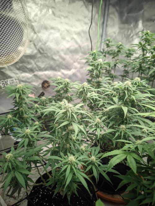 14/14 Kritical GB FEM "GB STRAINS". Week 17