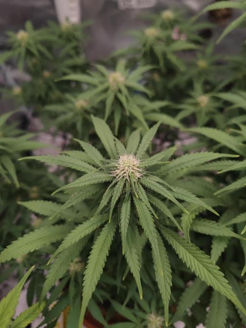14/14 Kritical GB FEM "GB STRAINS". Week 17