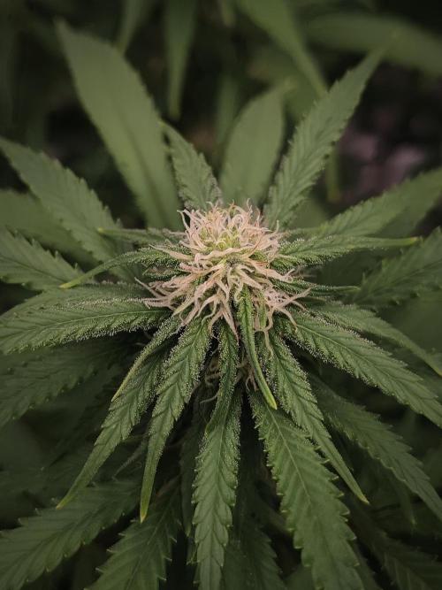 14/14 Kritical GB FEM "GB STRAINS". Week 17