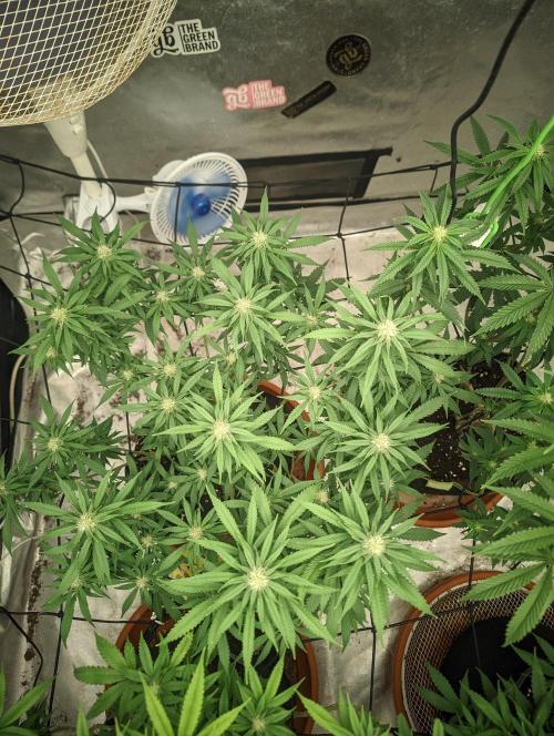 14/14 Kritical GB FEM "GB STRAINS". Week 17