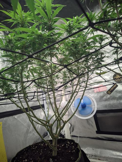14/14 Kritical GB FEM "GB STRAINS". Week 17