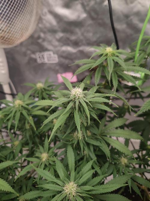 14/14 Kritical GB FEM "GB STRAINS". Week 17