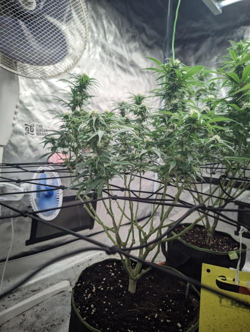 14/14 Kritical GB FEM "GB STRAINS". Week 17