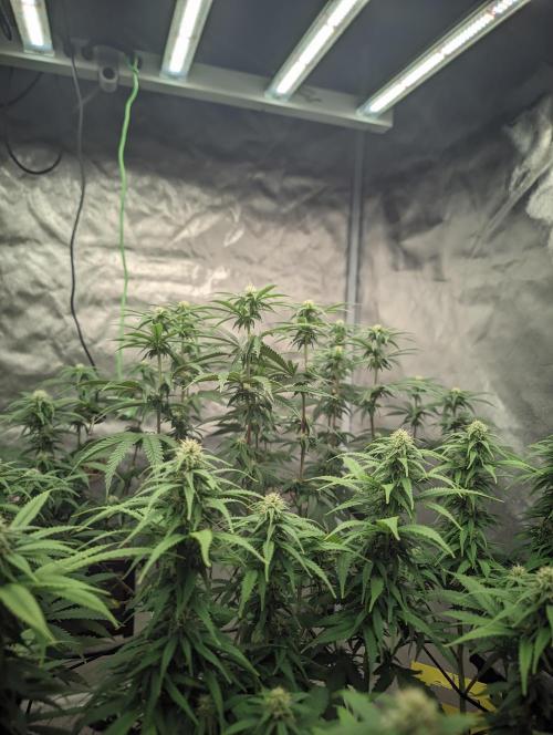 14/14 CRITICAL FEM "GB STRAINS". Week 17