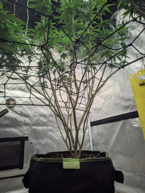 14/14 CRITICAL FEM "GB STRAINS". Week 17