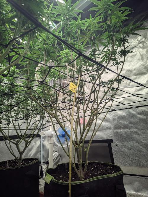 14/14 CRITICAL FEM "GB STRAINS". Week 17