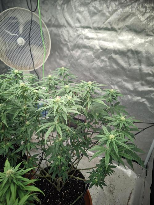 14/14 CRITICAL FEM "GB STRAINS". Week 17