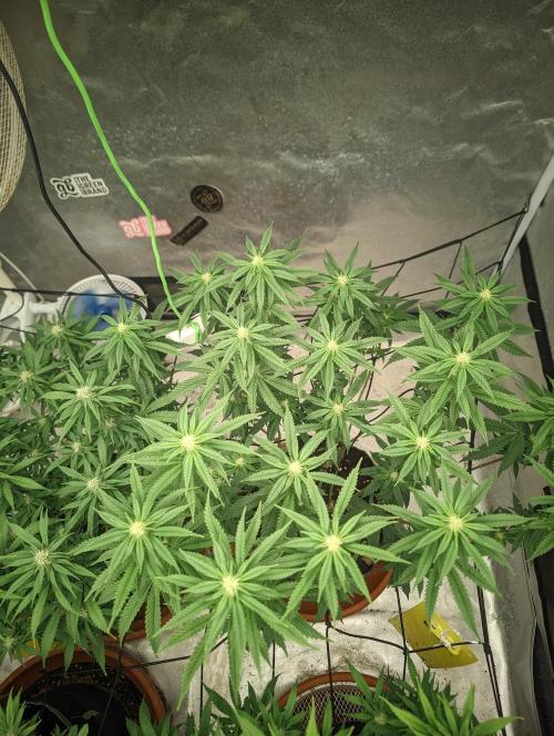 14/14 CRITICAL FEM "GB STRAINS". Week 17