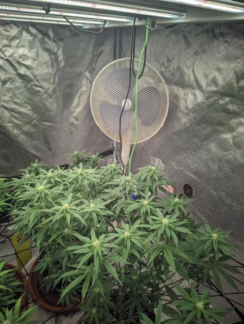 14/14 CRITICAL FEM "GB STRAINS". Week 17