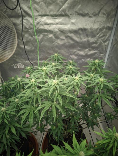14/14 CRITICAL FEM "GB STRAINS". Week 17