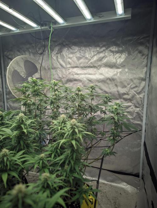 14/14 CRITICAL FEM "GB STRAINS". Week 17
