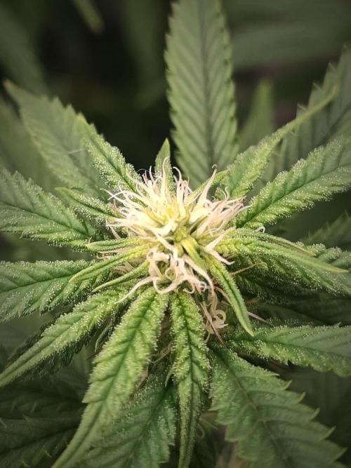 14/14 CRITICAL FEM "GB STRAINS". Week 17