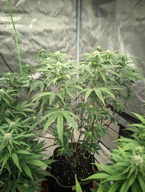 14/14 CRITICAL FEM "GB STRAINS". Week 17