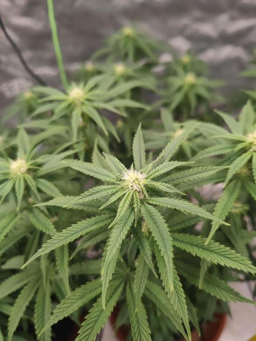 14/14 CRITICAL FEM "GB STRAINS". Week 17