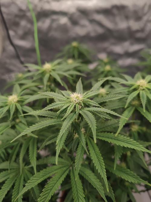 14/14 CRITICAL FEM "GB STRAINS". Week 17