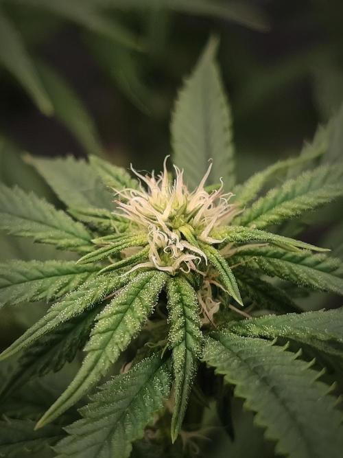 Critical. Week 17