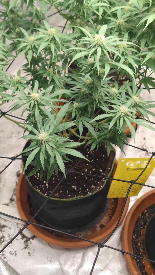 14/14 Kritical GB FEM "GB STRAINS"