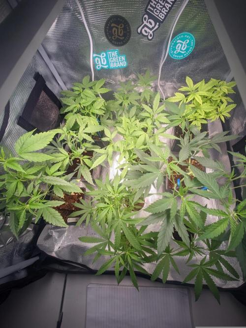 💚Carpa de esquejes y sus cuidados 💚. Week 2 - Antes