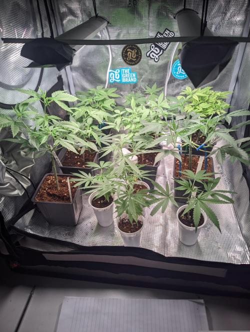💚Carpa de esquejes y sus cuidados 💚. Week 2 - Antes