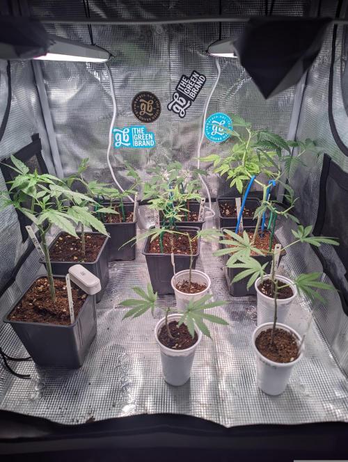 💚Carpa de esquejes y sus cuidados 💚. Week 2 - Después 