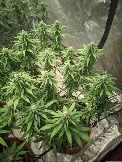 14/14 Pakistan Valley E. V. FEM "WoS". Week 18