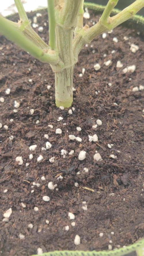 14/14 Oreoz FEM "GB SEEDS"
