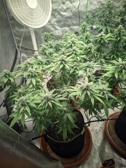 14/14 Oreoz FEM "GB SEEDS". Week 18