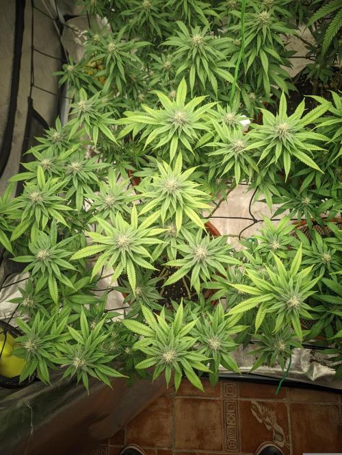 14/14 Oreoz FEM "GB SEEDS". Week 18