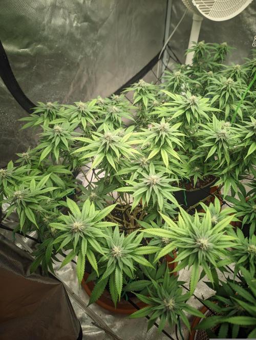 14/14 Oreoz FEM "GB SEEDS". Week 18
