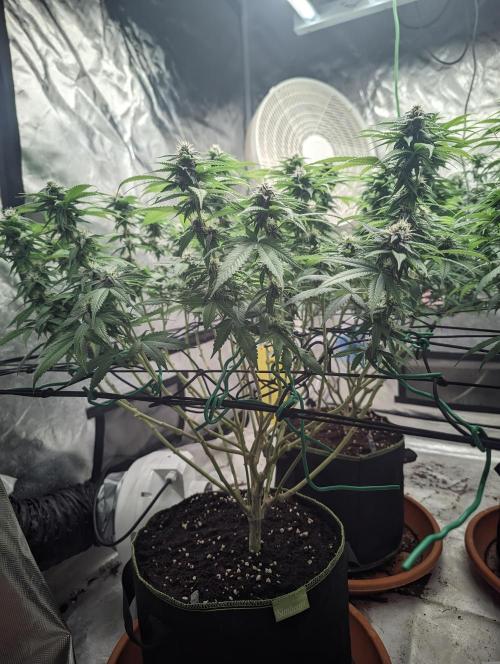 14/14 Oreoz FEM "GB SEEDS". Week 18