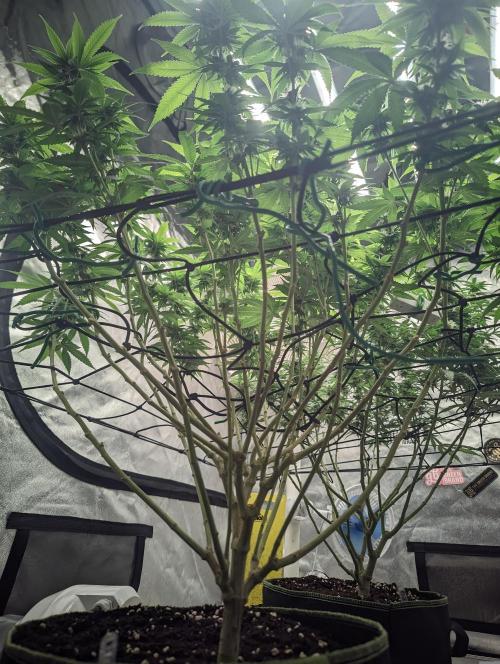 14/14 Oreoz FEM "GB SEEDS". Week 18