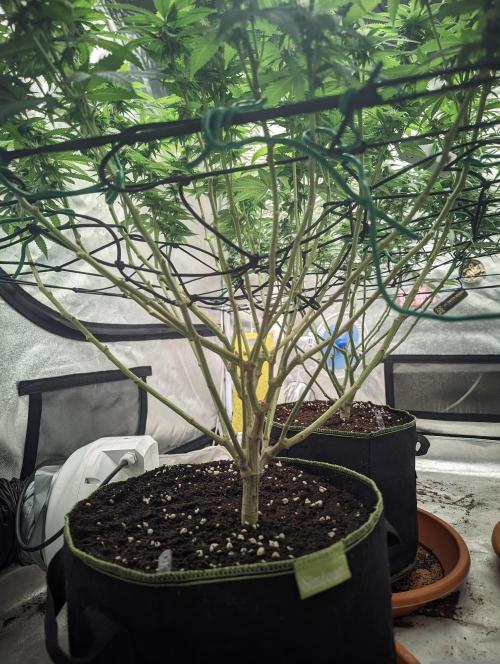 14/14 Oreoz FEM "GB SEEDS". Week 18