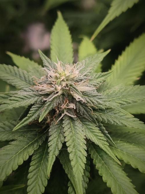14/14 Oreoz FEM "GB SEEDS". Week 18